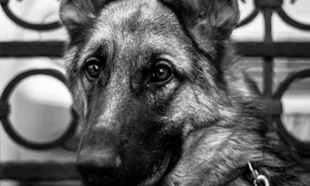 The Role of Dogs in Guard and Sentry Duties Throughout History