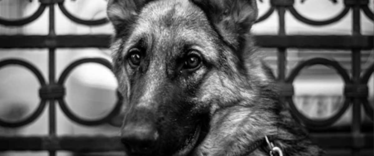The Role of Dogs in Guard and Sentry Duties Throughout History