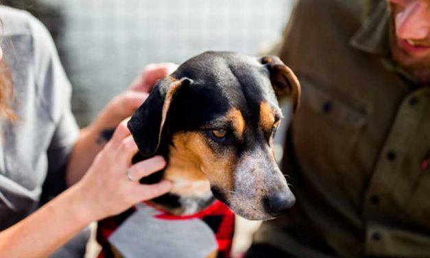 The Haldenstovare: A Unique Companion