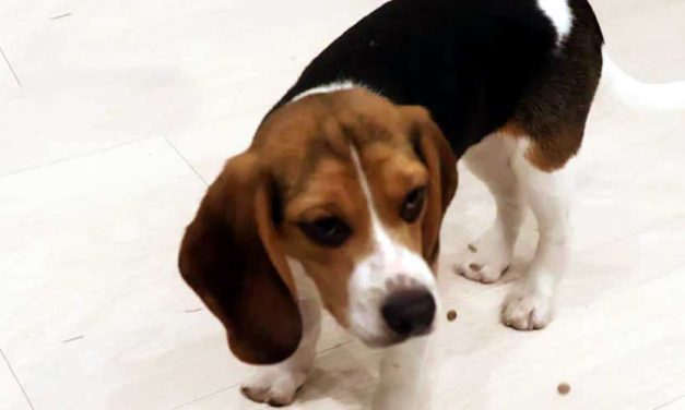 The Hamiltonstovare: A Unique Heritage and Versatile Companion