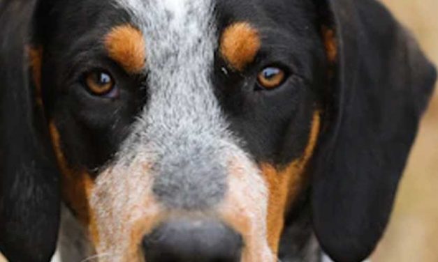 The Harrier Dog Breed: A Friendly Companion with a Hunting Legacy