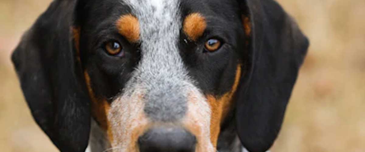 The Harrier Dog Breed: A Friendly Companion with a Hunting Legacy