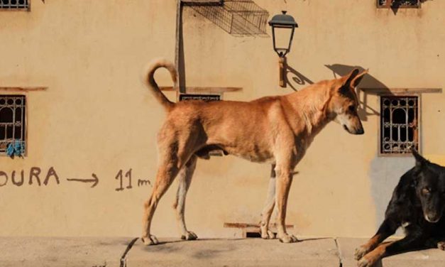 How Dogs Have Shaped Historical Events