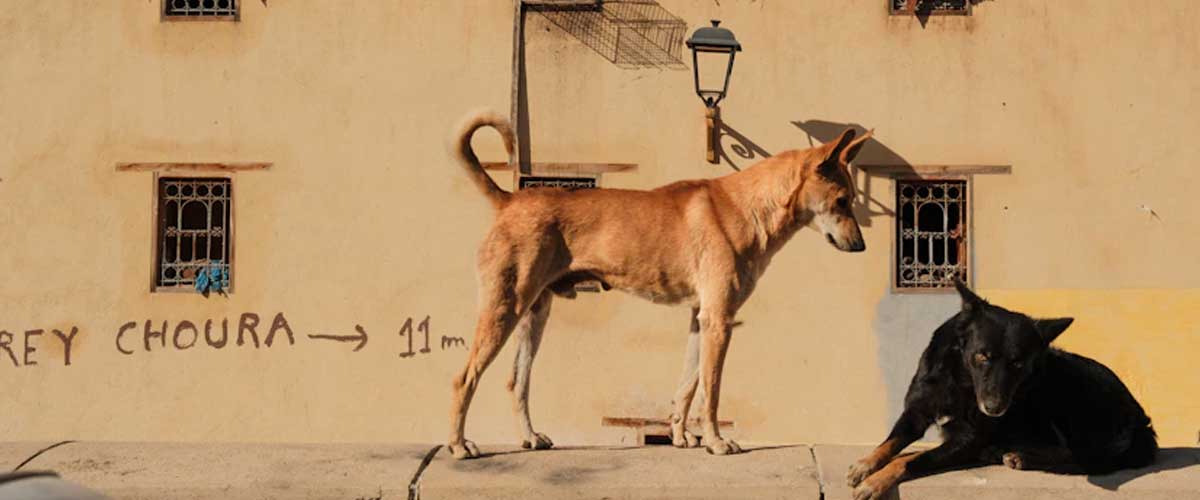 How Dogs Have Shaped Historical Events