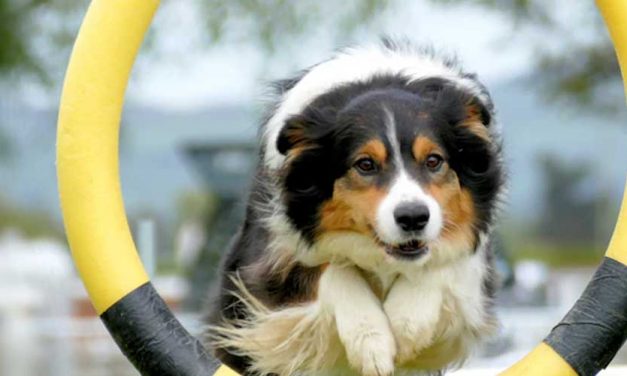 How to Train Your Dog to Jump Through a Hoop