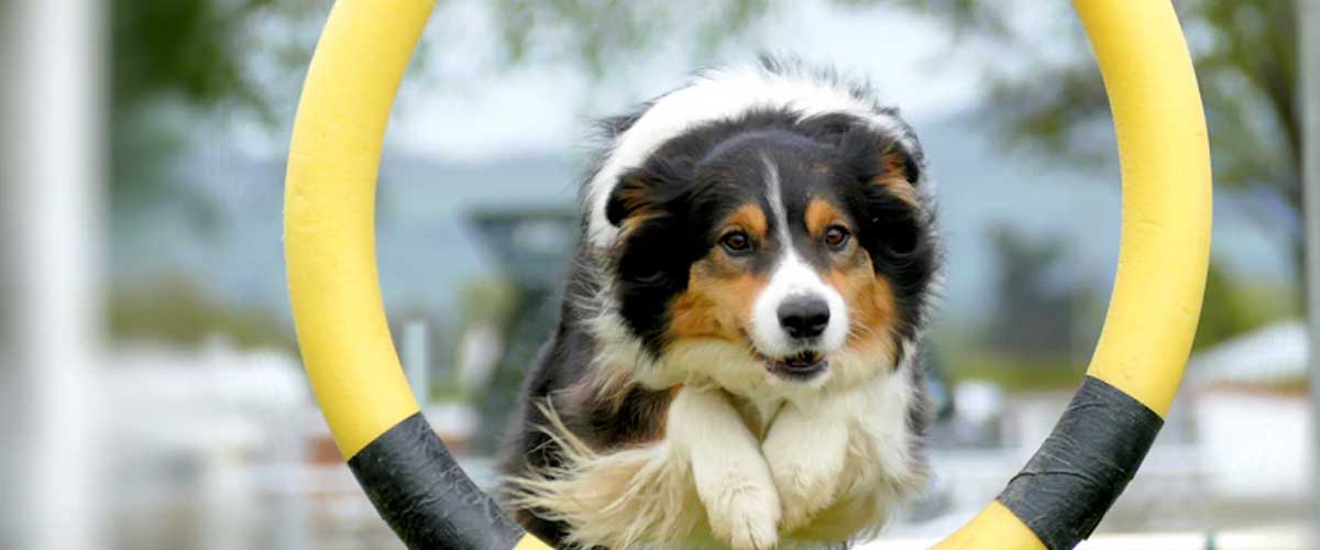 How to Train Your Dog to Jump Through a Hoop