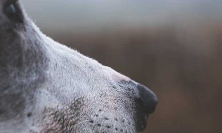 The Hungarian Greyhound: A Noble Companion