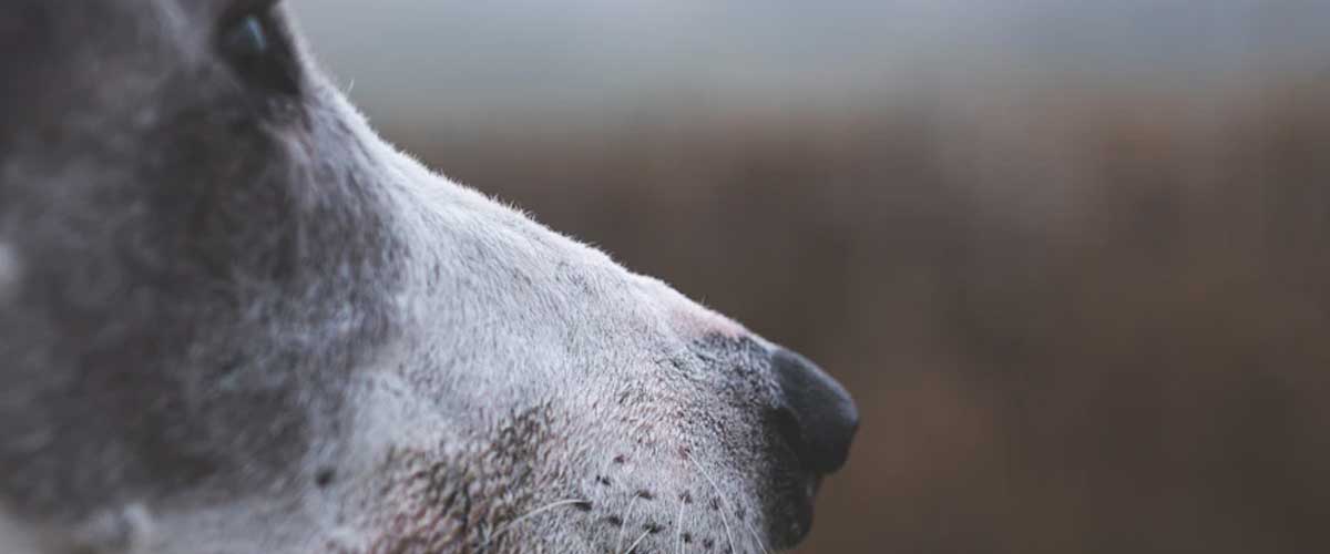 The Hungarian Greyhound: A Noble Companion