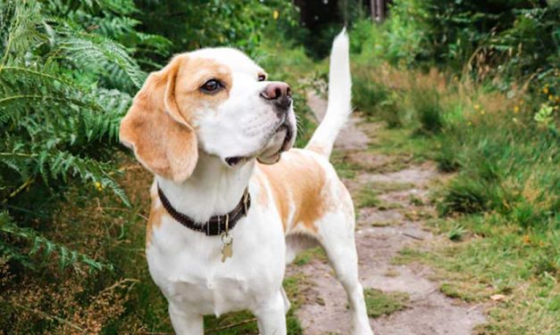 The Hound of Hygiene: Exploring the Hygenhund Dog Breed