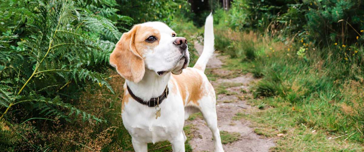 The Hound of Hygiene: Exploring the Hygenhund Dog Breed