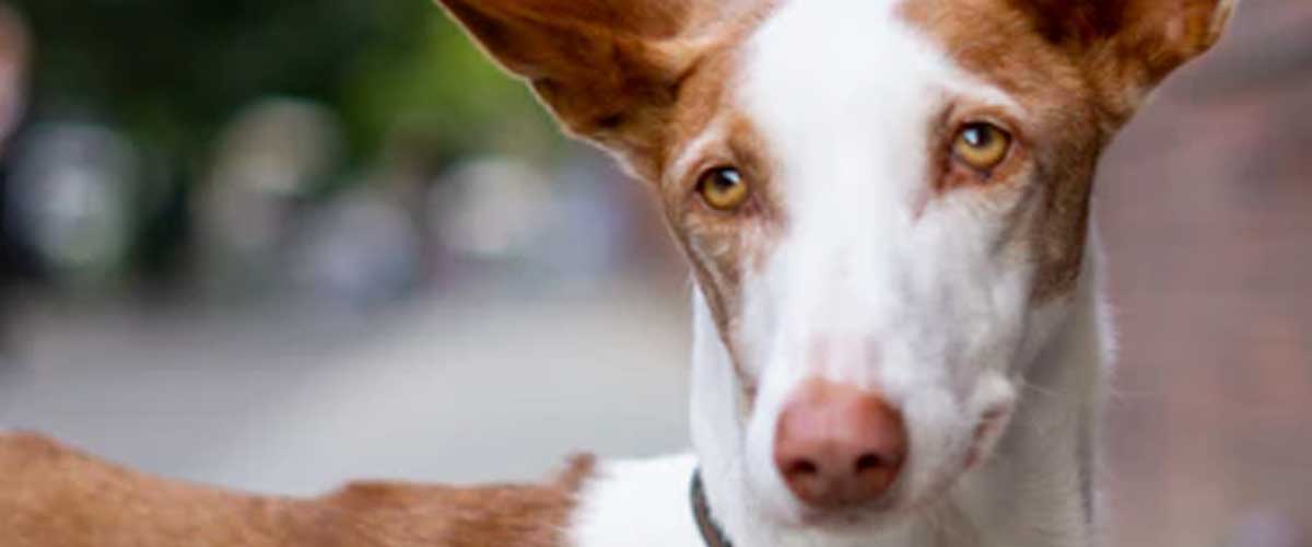 The Elegant Ibizan Hound: A Glimpse into the Breed