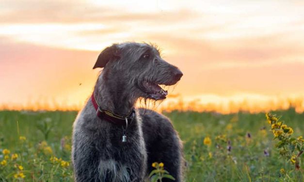 The Majestic Irish Wolfhound: A Gentle Giant