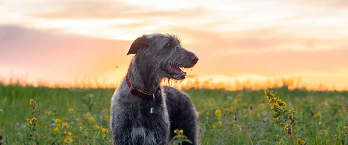 The Majestic Irish Wolfhound: A Gentle Giant