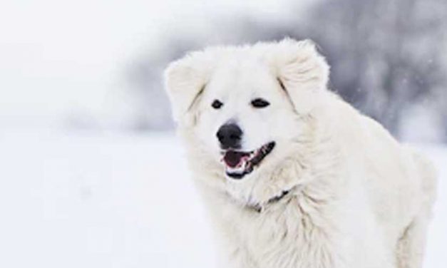 The Istrian Rough-coated Hound: A Unique and Versatile Breed