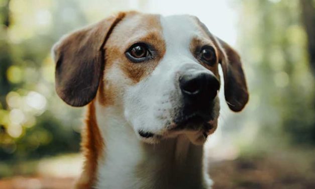 The Istrian Smooth-coated Hound: A Unique Breed of Hunter and Companion