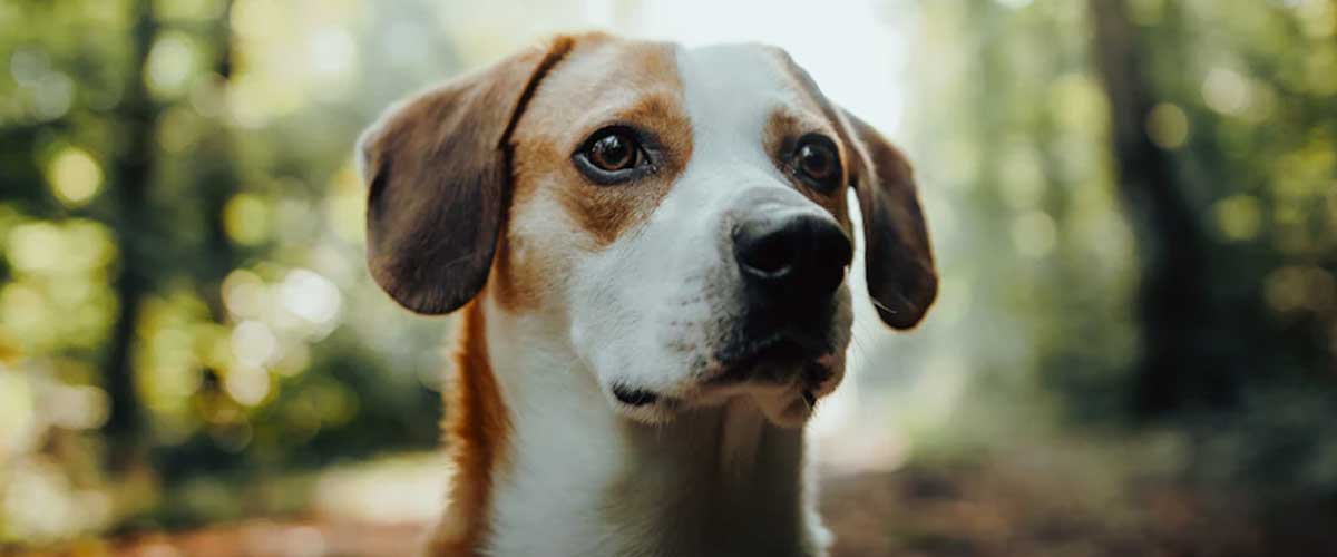 The Istrian Smooth-coated Hound: A Unique Breed of Hunter and Companion