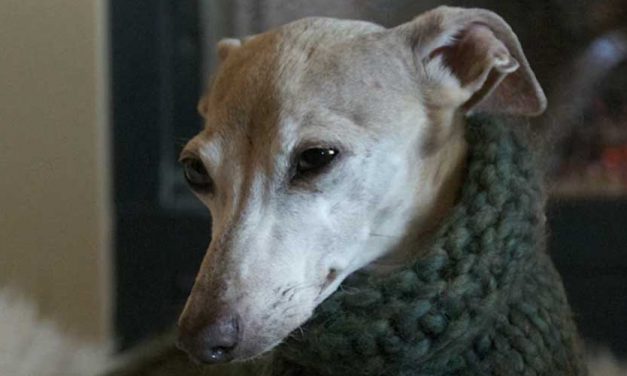 The Elegant Italian Greyhound: A Breed of Grace and Charm