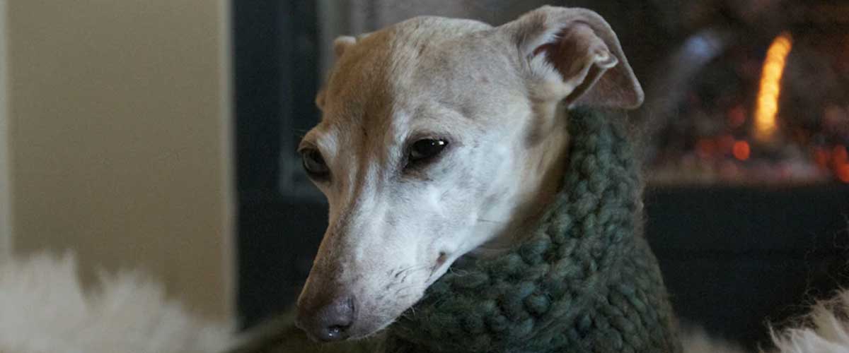 The Elegant Italian Greyhound: A Breed of Grace and Charm