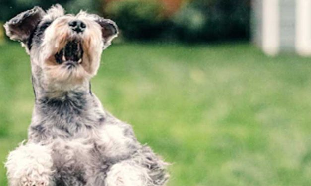 Train Your Dog to Jump for Joy on Command