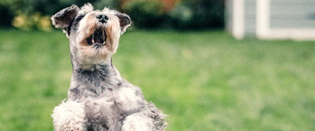 Train Your Dog to Jump for Joy on Command