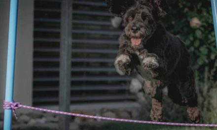 How to Train Your Dog to Jump Skipping Rope