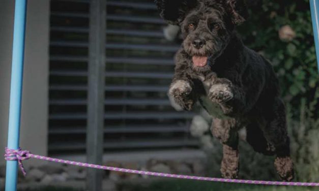 How to Train Your Dog to Jump Skipping Rope