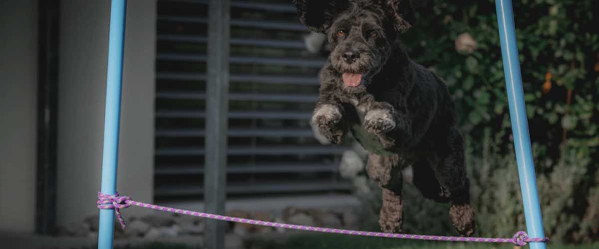 How to Train Your Dog to Jump Skipping Rope