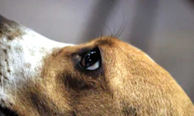 The Kerry Beagle: A Unique Blend of Charm and Energy