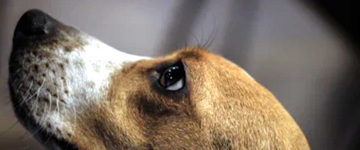 The Kerry Beagle: A Unique Blend of Charm and Energy