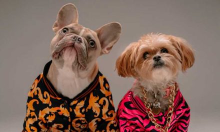 Woof-tastic Fun Facts About Dogs for Kids!