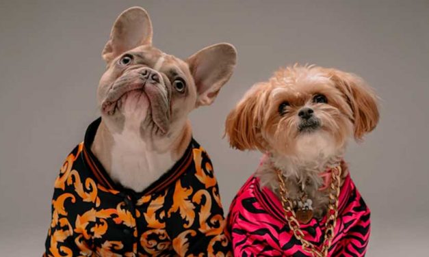 Woof-tastic Fun Facts About Dogs for Kids!