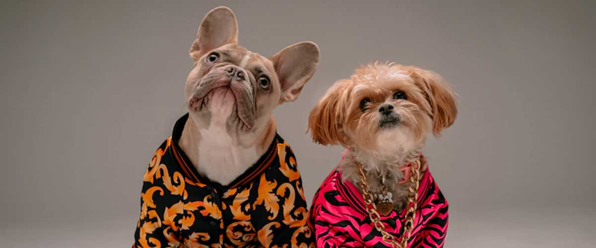 Woof-tastic Fun Facts About Dogs for Kids!