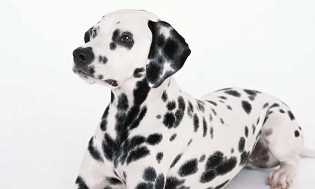 How to Train Your Dog to Jump Over Your Knee