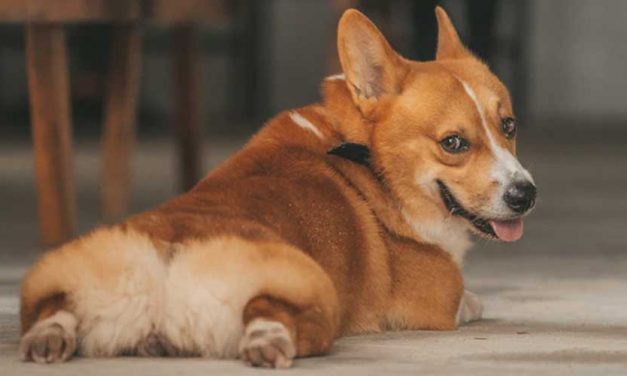 Easy Guide to Training Your Dog to Lie Down