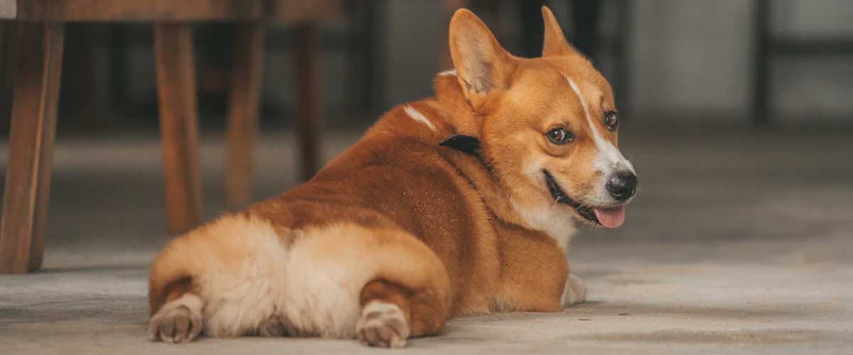 Easy Guide to Training Your Dog to Lie Down