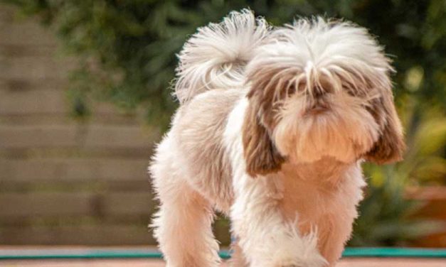 Training Your Dog to Pretend to Limp