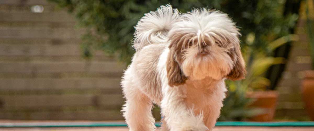 Training Your Dog to Pretend to Limp