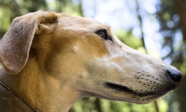 Understanding the Lurcher: A Unique and Versatile Breed