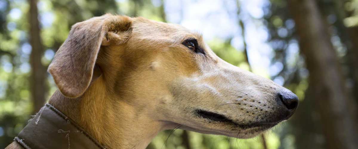 Understanding the Lurcher: A Unique and Versatile Breed