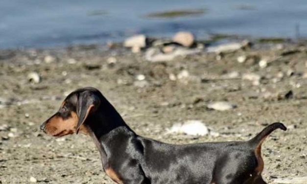 The Luzerner Laufhund