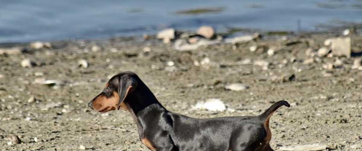 The Luzerner Laufhund