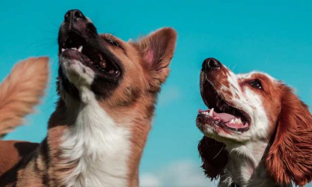 Understanding Dog Courtship and Matin