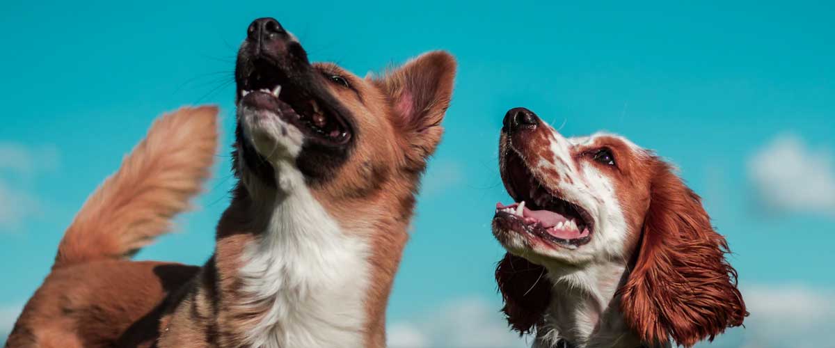 Understanding Dog Courtship and Matin