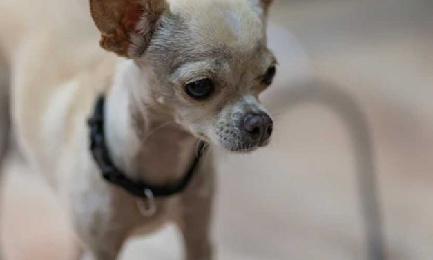 The Miniature Mexican Hairless Dog: A Unique Companion