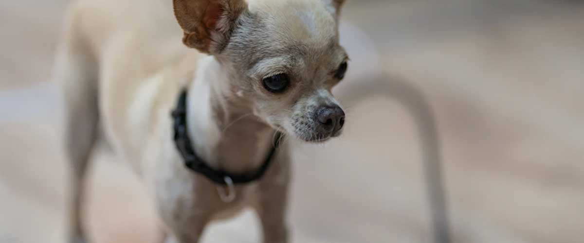 The Miniature Mexican Hairless Dog: A Unique Companion