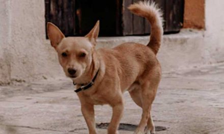 The Miniature Mexican Hairless Dog: A Unique Companion