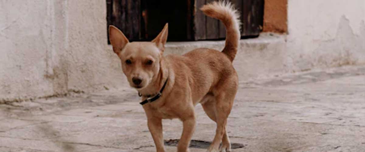 The Miniature Mexican Hairless Dog: A Unique Companion