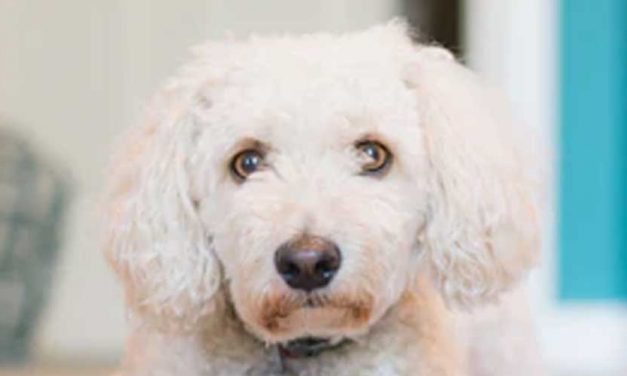 How to Train Your Dog to Moonwalk