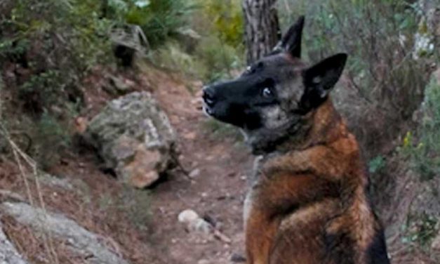 The New Guinea Singing Dog: A Unique and Enigmatic Breed