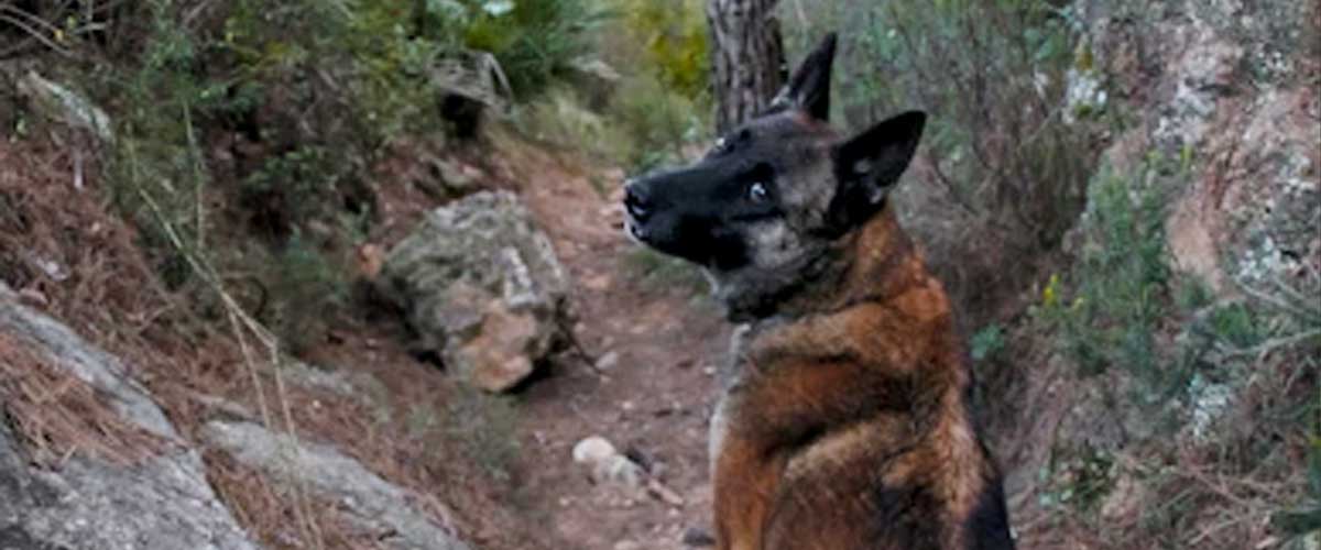 The New Guinea Singing Dog: A Unique and Enigmatic Breed